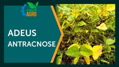 Biofungicida inovador no Brasil atua por metabólitos sem microrganismos vivos