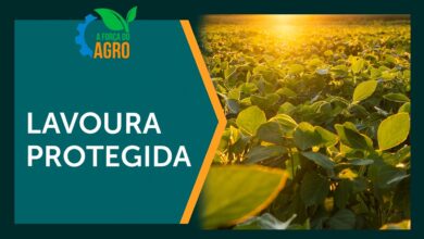 Biotrop desenvolve bioinseticida revolucionário para controlar praga do algodoeiro