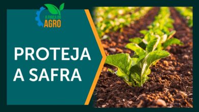 Compostos organominerais protegem solos e aumentam produtividade na agricultura