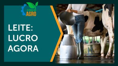 Programa ATEG eleva produção leiteira em 20% com foco em gestão no campo