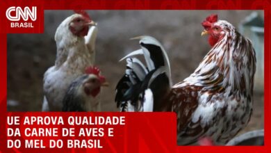 União Europeia valida qualidade da carne de aves e do mel brasileiros após auditoria