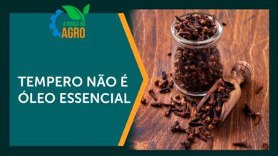 Especialista alerta para riscos do óleo essencial de cravo-da-índia