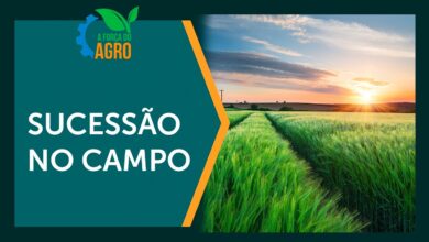 Senangus: A nova raça sintética que promete inovar a pecuária brasileira