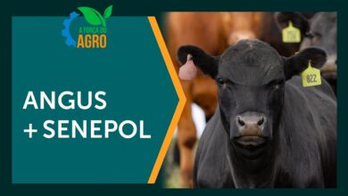 Senangus: Nova raça sintética une Senepol e Aberdeen Angus para aprimorar pecuária de corte